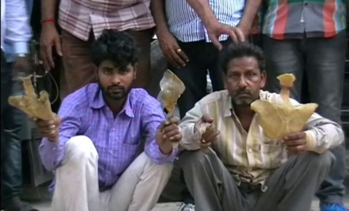 कानपुर- कछुओं की केनोपी से भरे हुए ट्रक को STF ने पकड़ा, 2 लोग गिरफ्तार