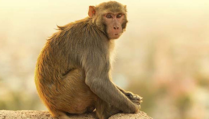 १०० से भी अधिक बंदरो की मौत, जांच की मांग