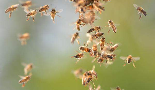 कानपुर: मधुमक्खी ने अचानक किया हमला, बुजुर्ग की मौत, एक दर्जन से ज्यादा लोग घायल